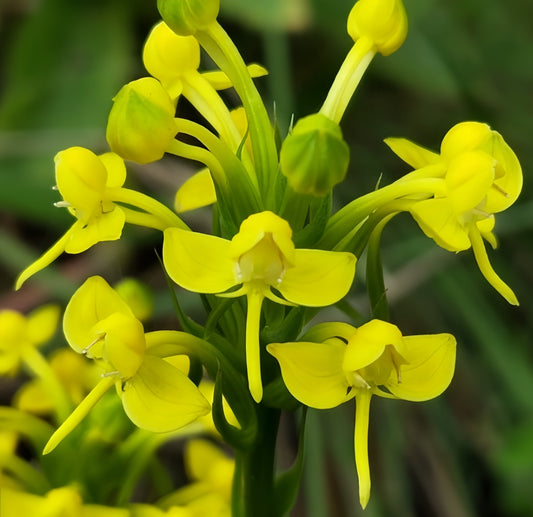 Habenaria acuifera