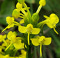 Habenaria acuifera