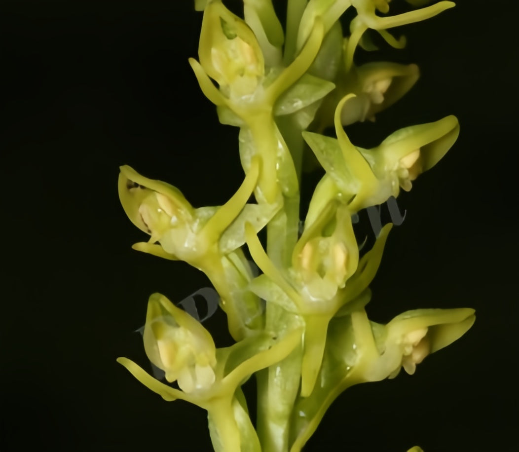 Habenaria aitchisonii