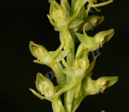 Habenaria aitchisonii