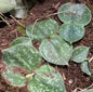 Habenaria aitchisonii
