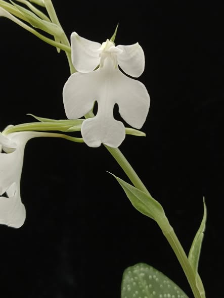 Habenaria carnea fma alba