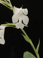 Habenaria carnea fma alba