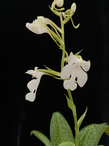 Habenaria carnea fma alba