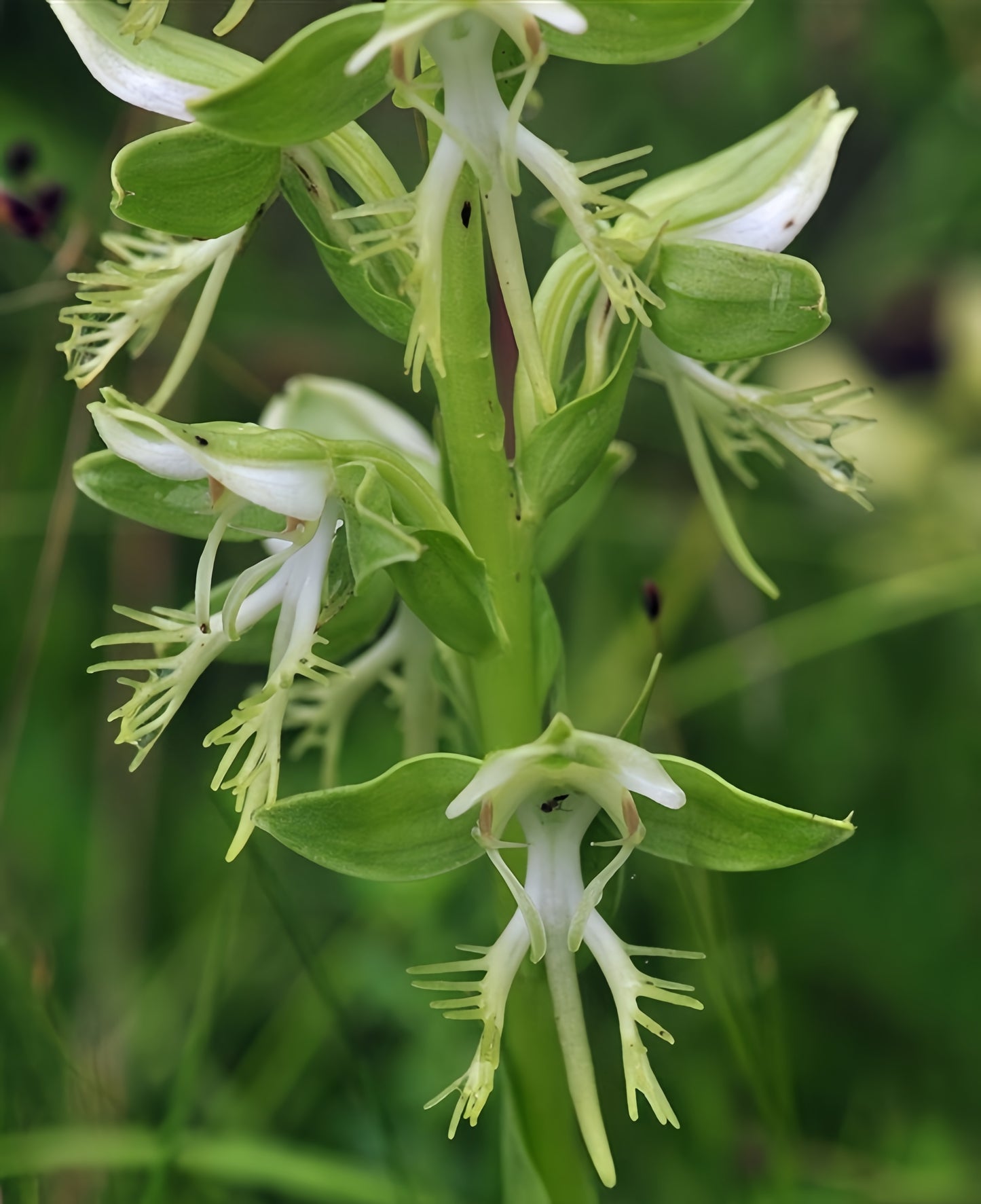 Habenaria limprichtii