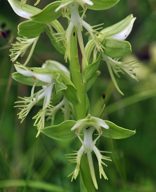 Habenaria limprichtii