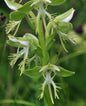 Habenaria limprichtii