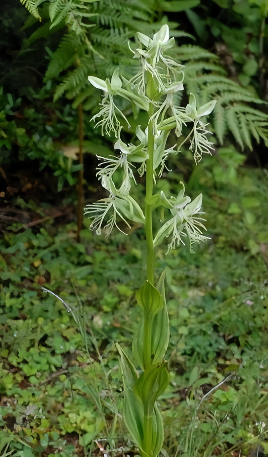 Habenaria mairei