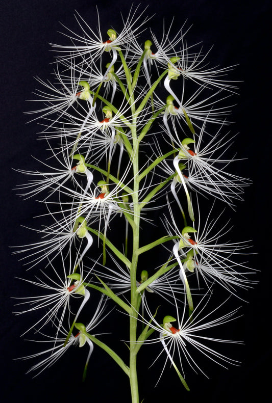 Habenaria medusa