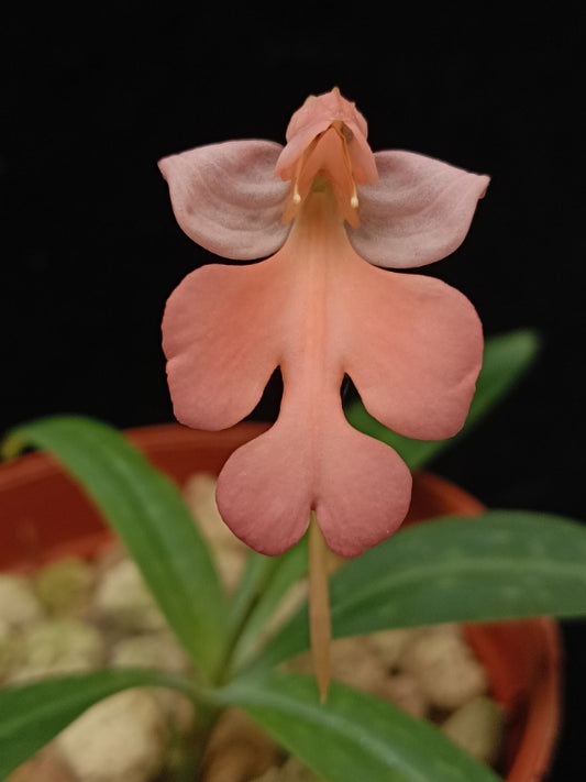Habenaria rhdocheila (yellow form) x H. carnea