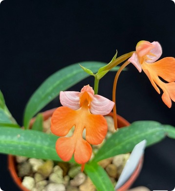 Habenaria xanthochelia x Habenaria carnea