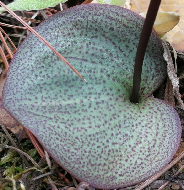 Hemipilia cordifolia