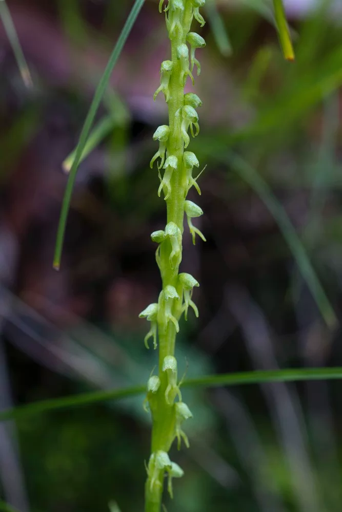 Herminium lanceum