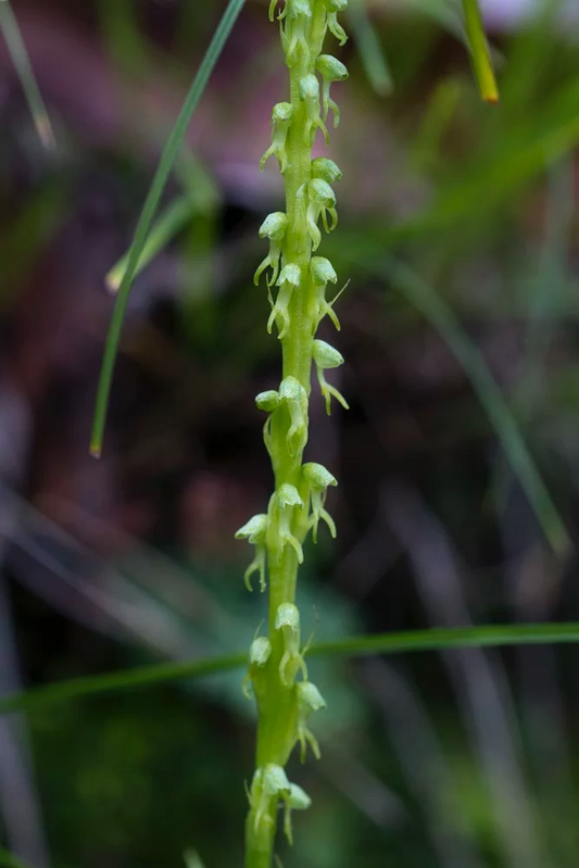 Herminium lanceum