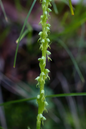 Herminium lanceum
