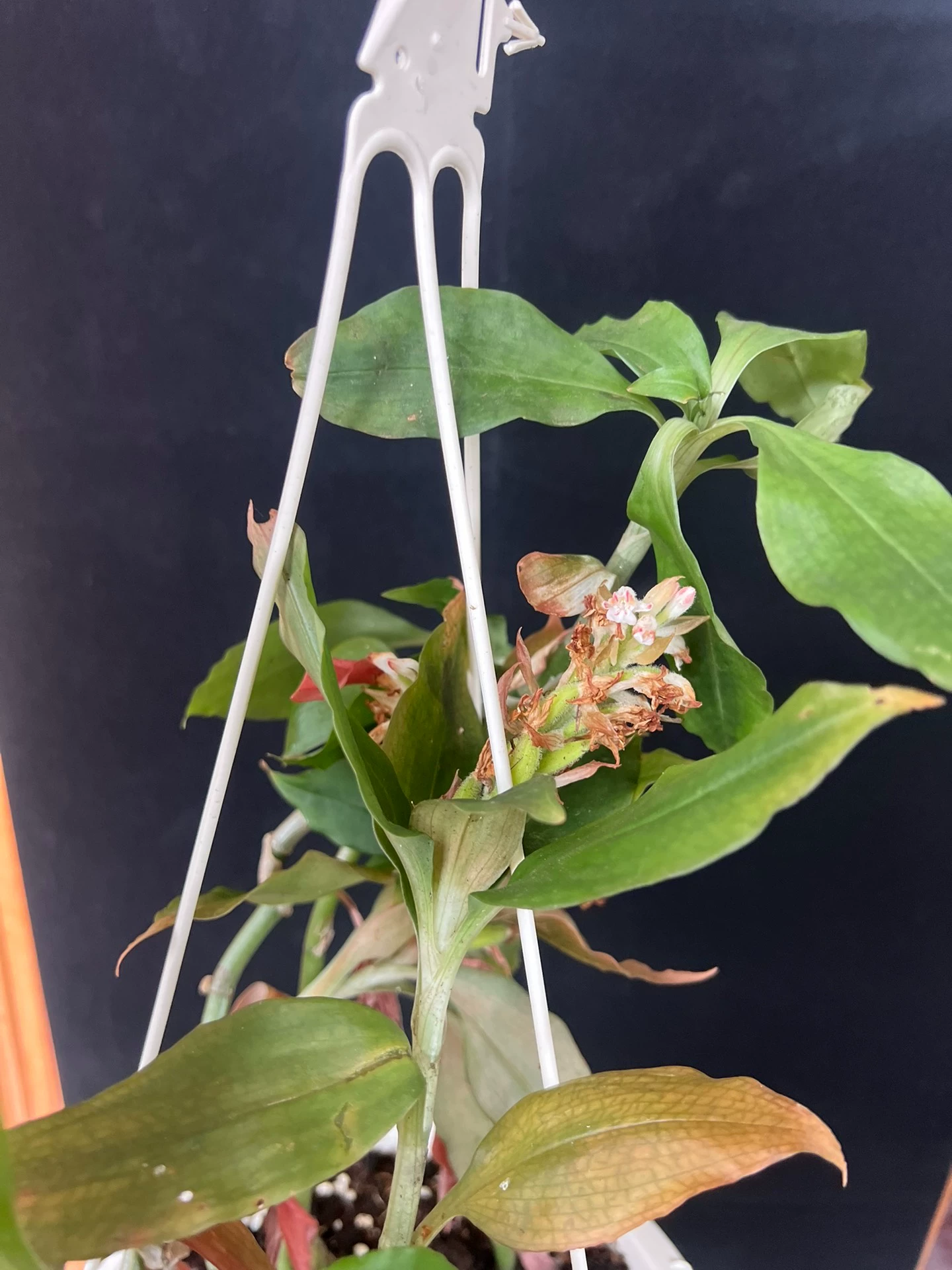 Herpysma longicaulis