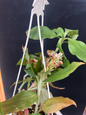 Herpysma longicaulis