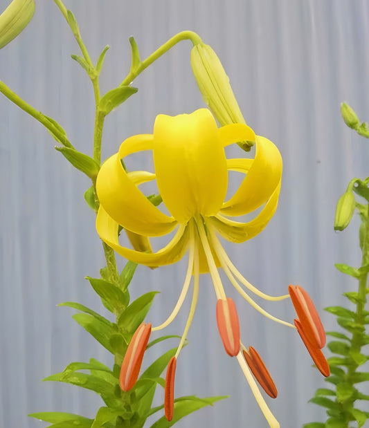 Lilium lancifolium var. flaviflorum‘Pure Gold