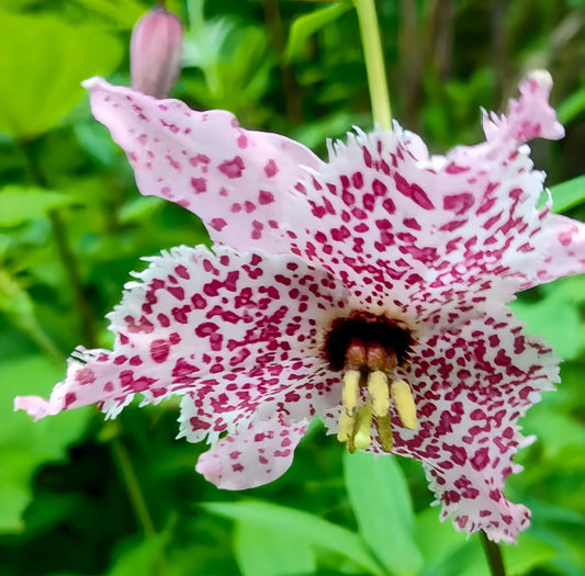Lilium pardalinum
