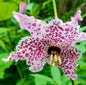 Lilium pardalinum