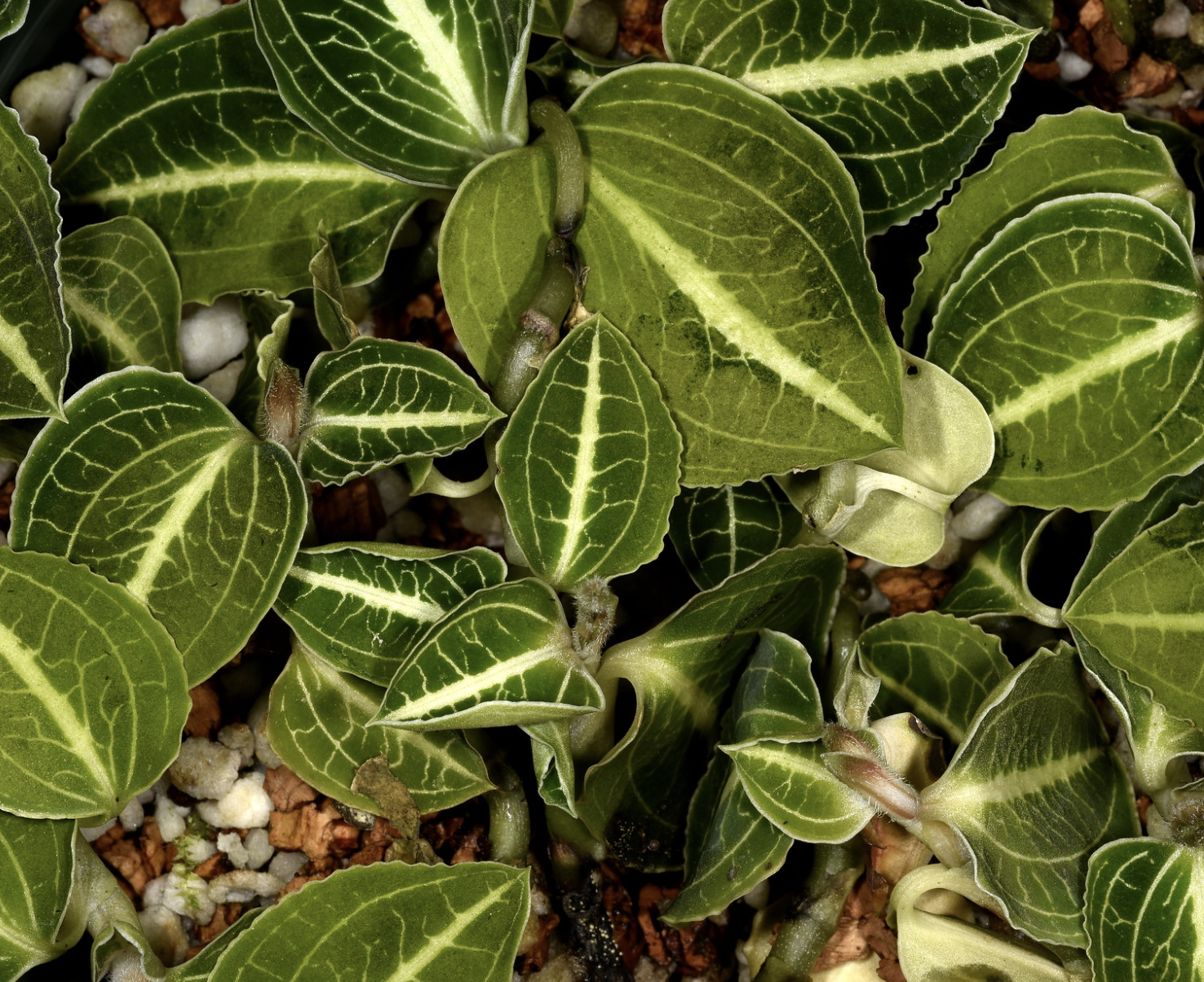 Discolor Ludisia discolor (alba form) – Hengduan Biotechnology