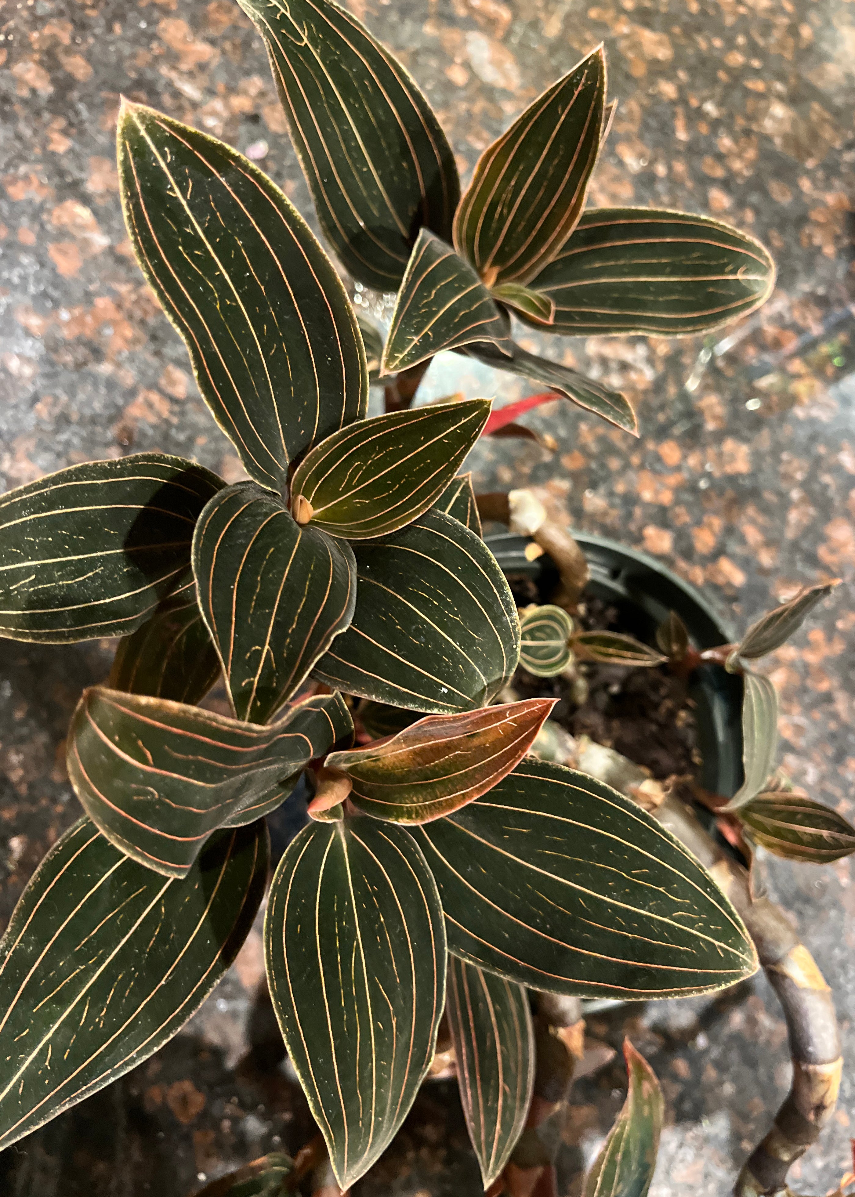 Discolor Ludisia discolor (dark form) – Hengduan Biotechnology