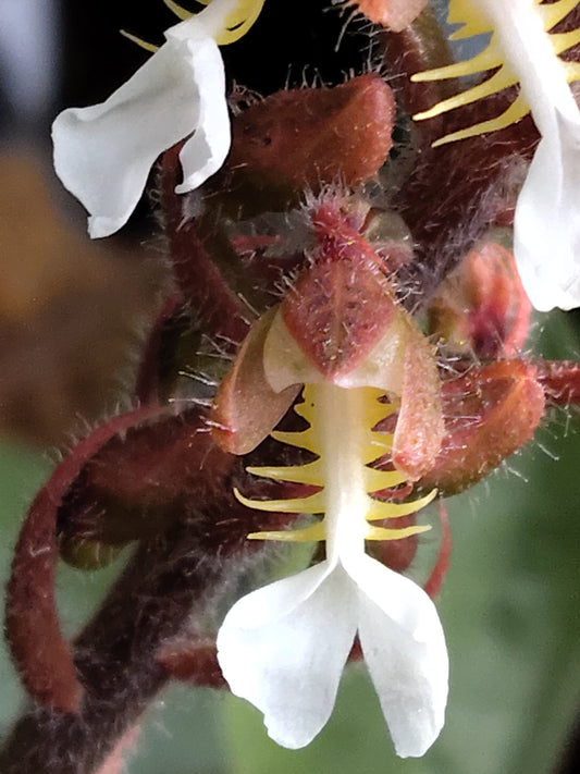 Odontochilus grandiflorus