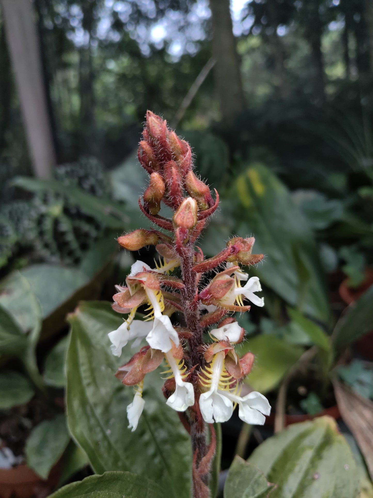 Odontochilus grandiflorus