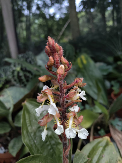Odontochilus grandiflorus