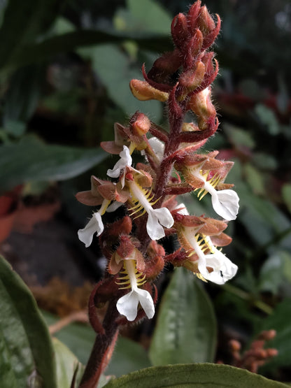 Odontochilus grandiflorus