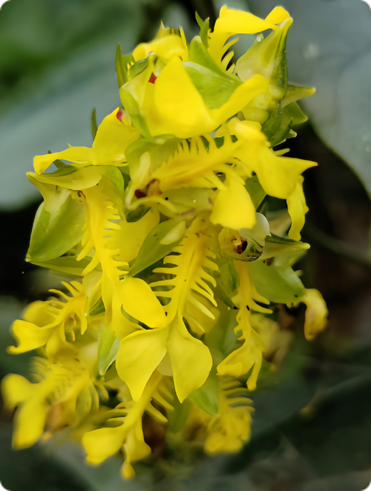 Odontochilus lanceolatus