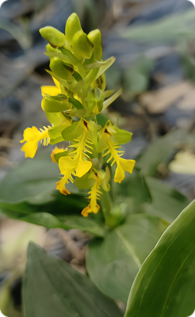 Odontochilus lanceolatus