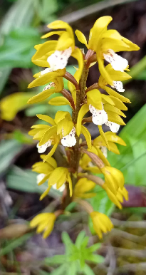 Oreorchis nana