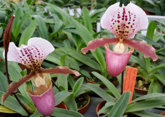 Paphiopedilum Doll's Kobold 