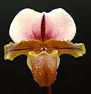 Paphiopedilum spicerianum