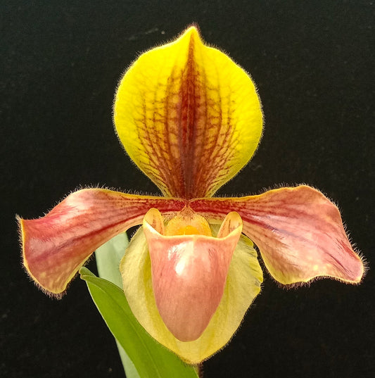 Paphiopedilum villosum var. villosum