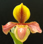 Paphiopedilum villosum var. villosum