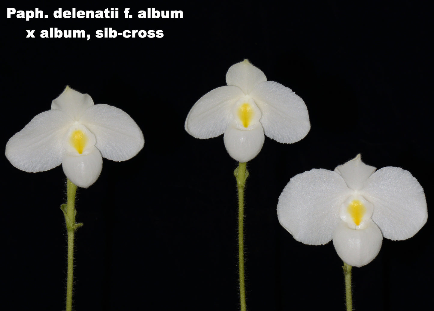Paphiopedilum delenatii fma. album