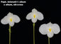 Paphiopedilum delenatii fma. album
