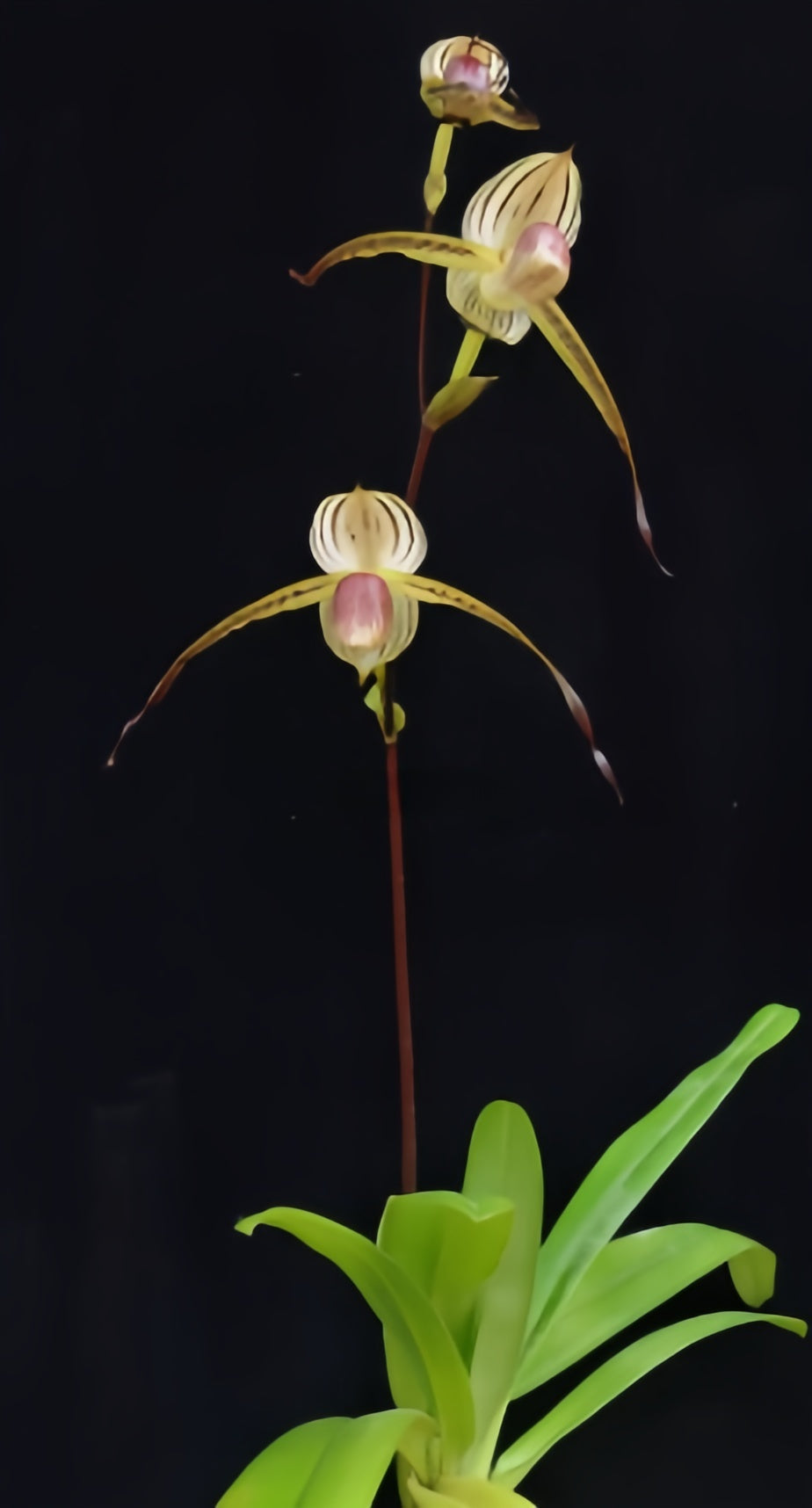 Paphiopedilum Booth's Stone-Lady