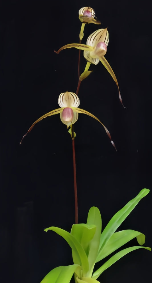 Paphiopedilum Booth's Stone-Lady