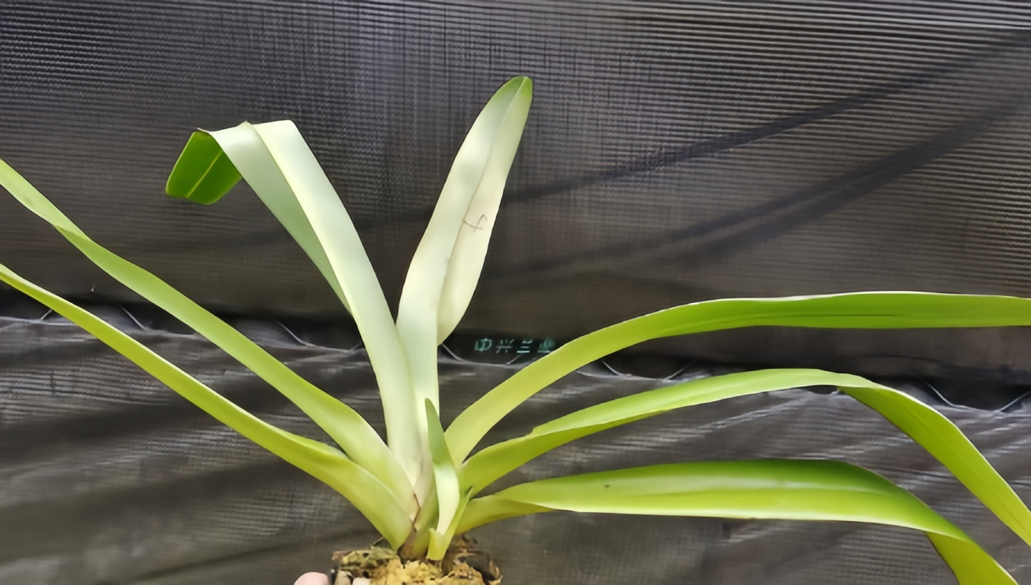 Paphiopedilum Booth's Stone-Lady