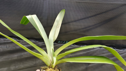 Paphiopedilum Booth's Stone-Lady