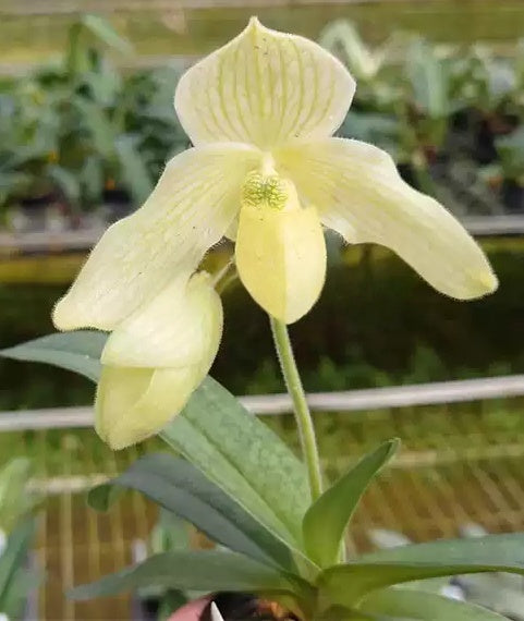 Paphiopedilum Claire Marie  ( Wellesleyanum alba x philippinense alba )