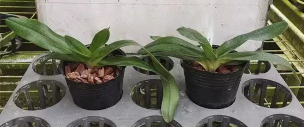Paphiopedilum Claire Marie  ( Wellesleyanum alba x philippinense alba )