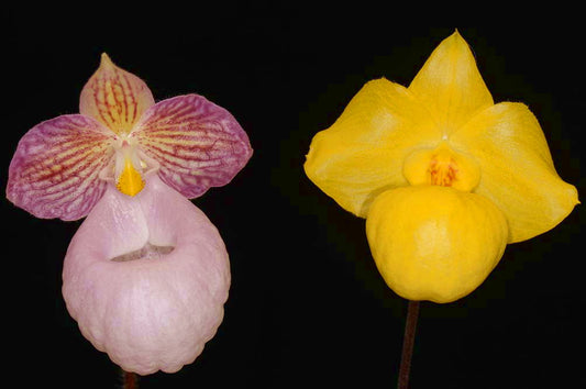 Paphiopedilum Fumi's Delight