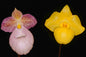 Paphiopedilum Fumi's Delight