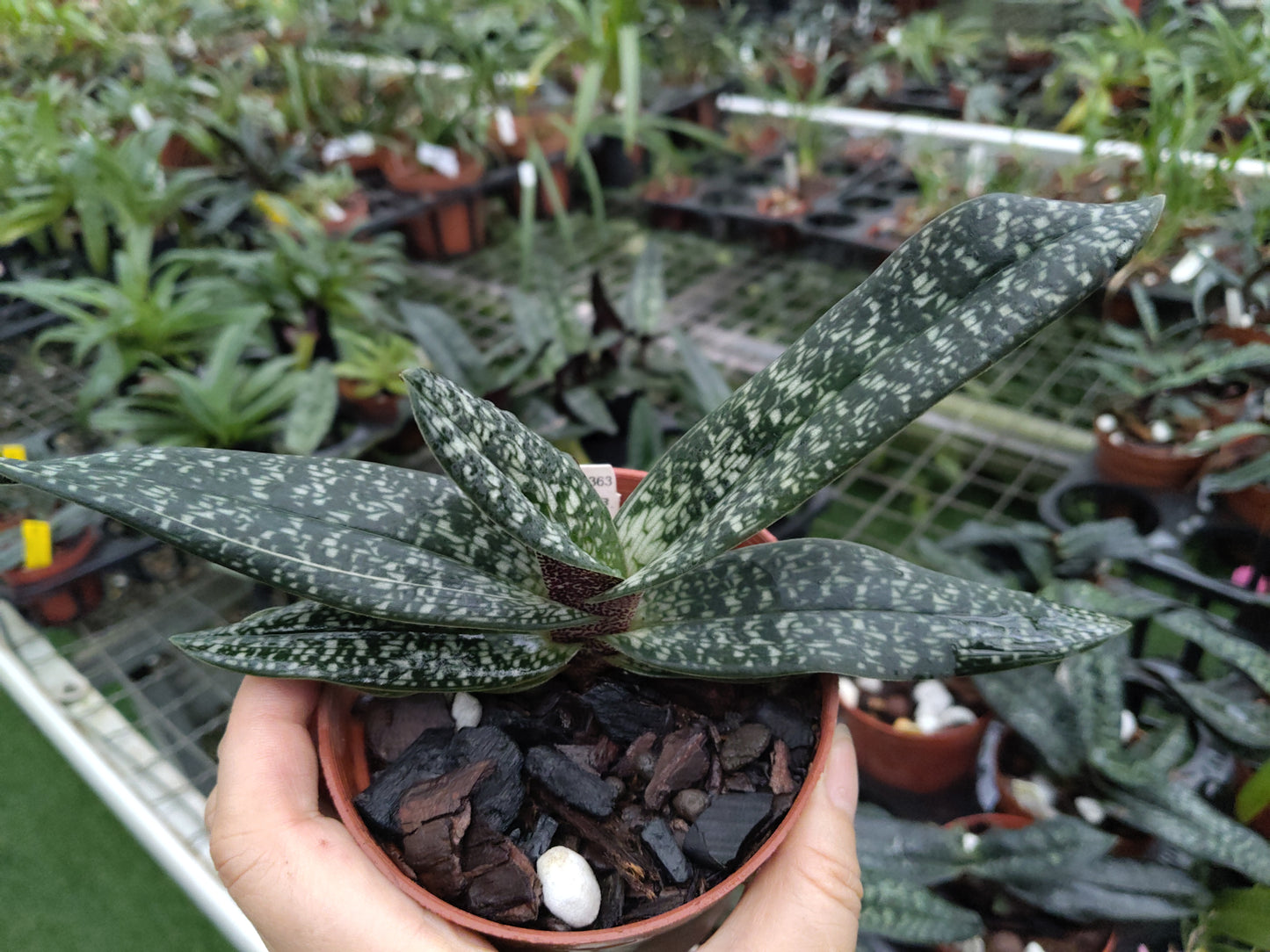 Paphiopedilum Fumi's Delight