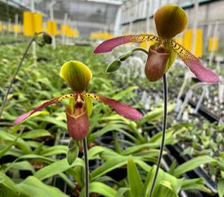 Paphiopedilum Glaucolowii（glaucophyllum x lowii）