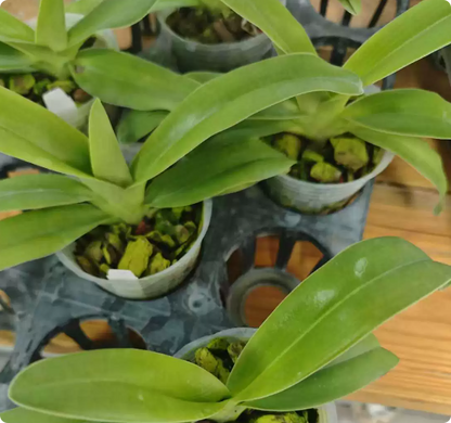 Paphiopedilum Glaucolowii（glaucophyllum x lowii）